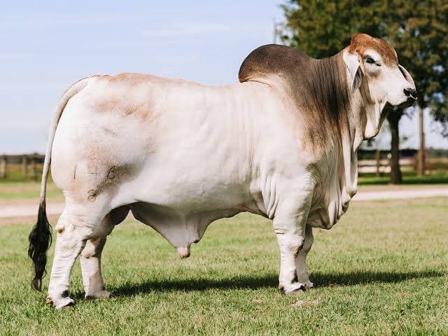 Brahman steer · 1,120 lb